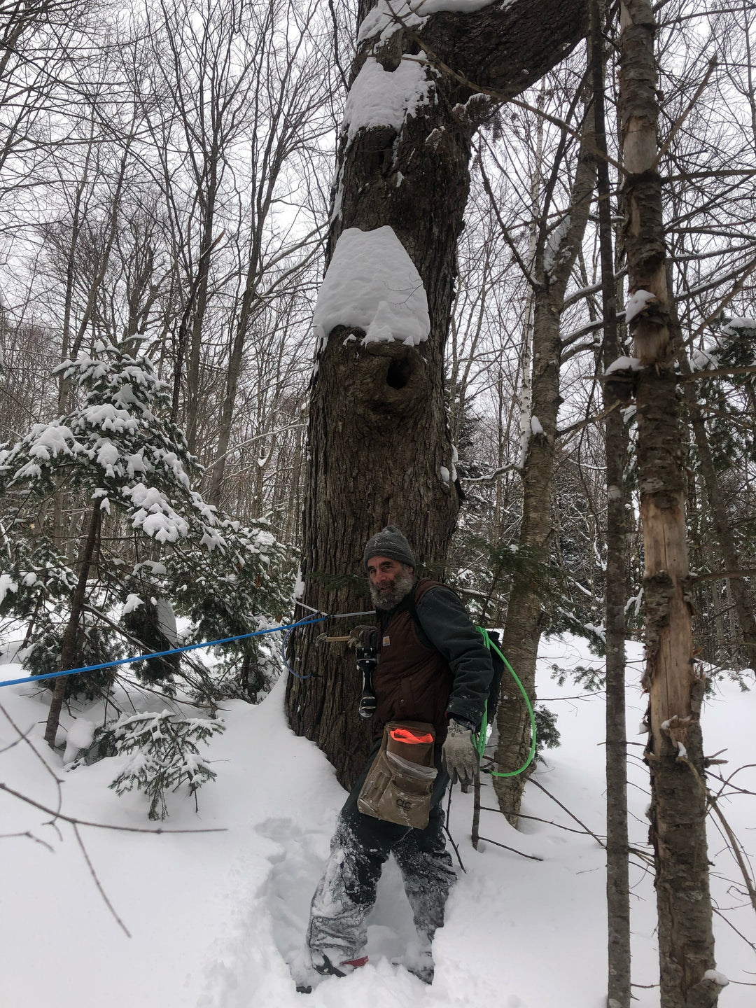 Sugaring in the Winter