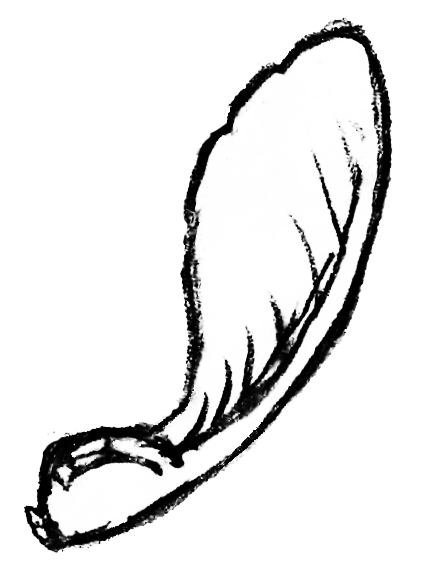 Section divider